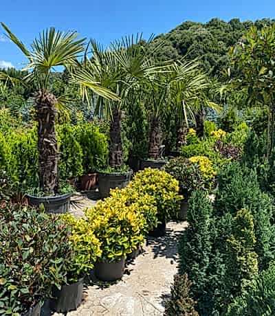 bahce-market-sus-bitkileri bahce-market-sus-bitkileri