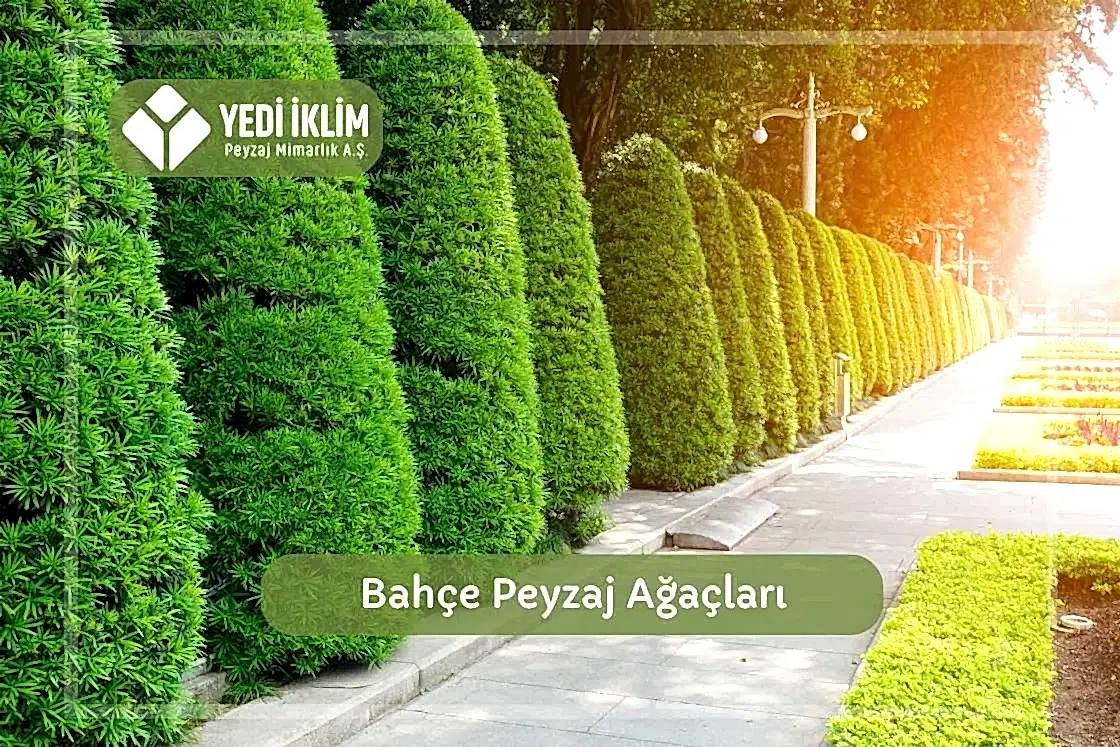 Bahçe Peyzaj Ağaçları