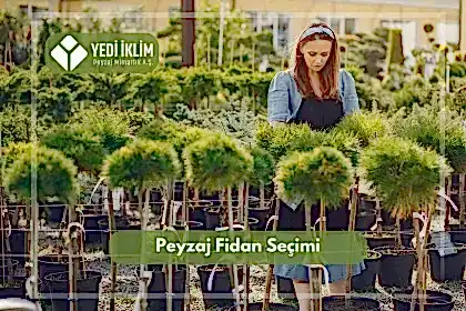 Peyzaj Fidanı Seçimi