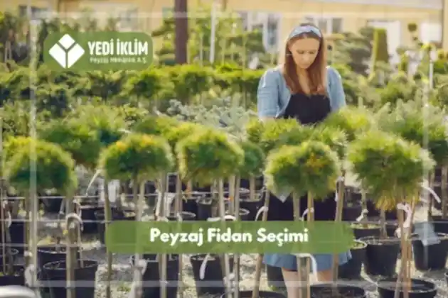 Peyzaj Fidanı Seçimi