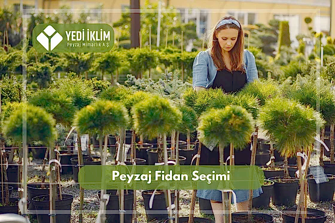 Peyzaj Fidanı Seçimi