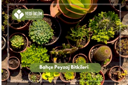 Bahçe Peyzaj Bitkileri