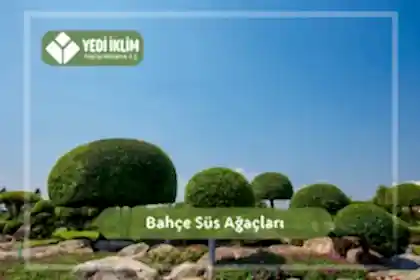 Bahçe Süs Ağaçları