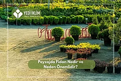 Peyzaj Fidanı Nedir ve Neden Önemlidir?