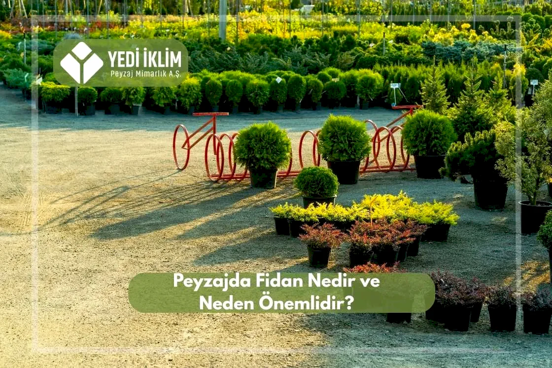 Peyzaj Fidanı Nedir ve Neden Önemlidir?