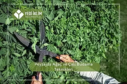 Peyzajda Ağaç ve Çalı Budama Teknikleri