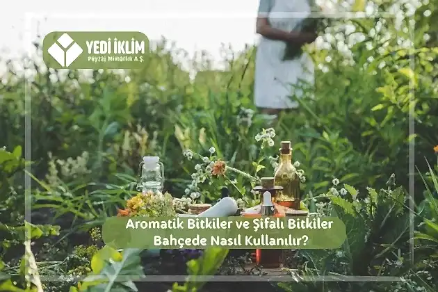Aromatik Bitkiler ve Şifalı Bitkiler Bahçede Nasıl Kullanılır?