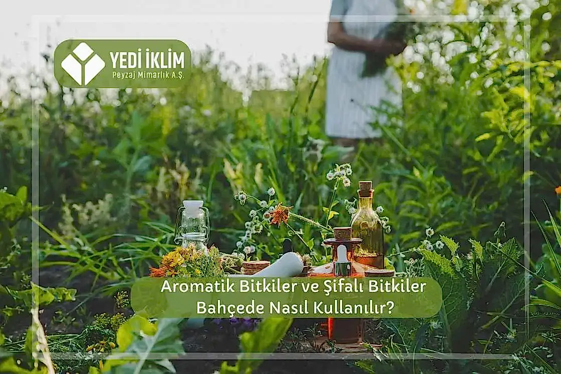 Aromatik Bitkiler ve Şifalı Bitkiler Bahçede Nasıl Kullanılır?