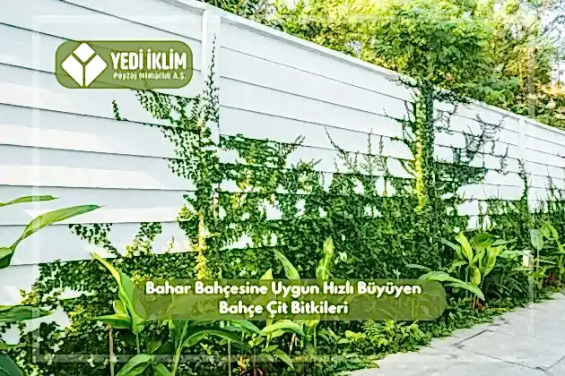 Bahar Bahçesine Uygun Hızlı Büyüyen Bahçe Çit Bitkileri