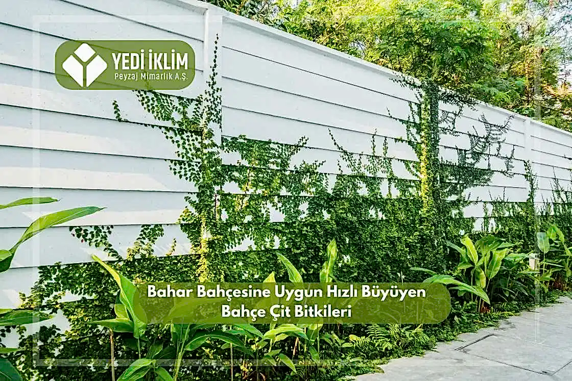 Bahar Bahçesine Uygun Hızlı Büyüyen Bahçe Çit Bitkileri