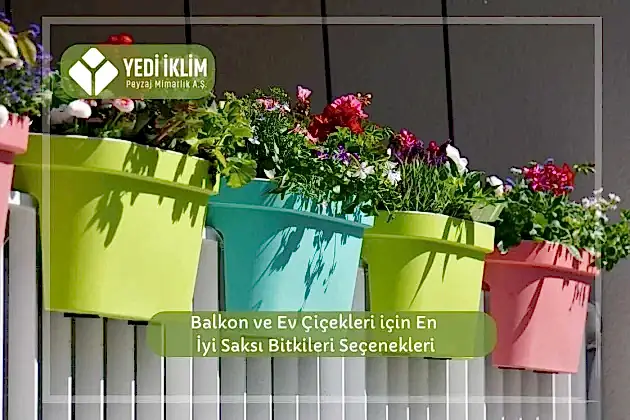 Balkon ve Ev Çiçekleri için En iyi Saksı Bitkileri Seçenekleri