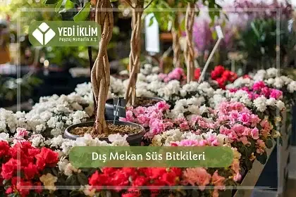 Dış Mekan Süs Bitkileri