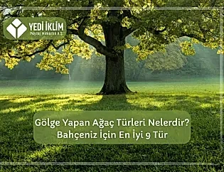 Gölge Yapan Ağaç Türleri Nelerdir? Bahçeniz için En iyi 9 Tür