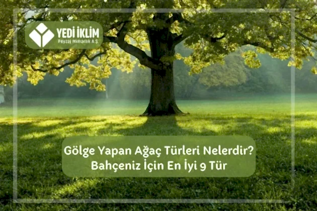 Gölge Yapan Ağaç Türleri Nelerdir? Bahçeniz için En iyi 9 Tür