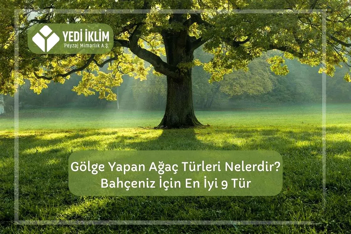Gölge Yapan Ağaç Türleri Nelerdir? Bahçeniz için En iyi 9 Tür