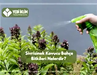 Sivrisinek Kovucu Bahçe Bitkileri Nelerdir?
