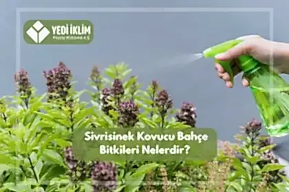Sivrisinek Kovucu Bahçe Bitkileri Nelerdir?