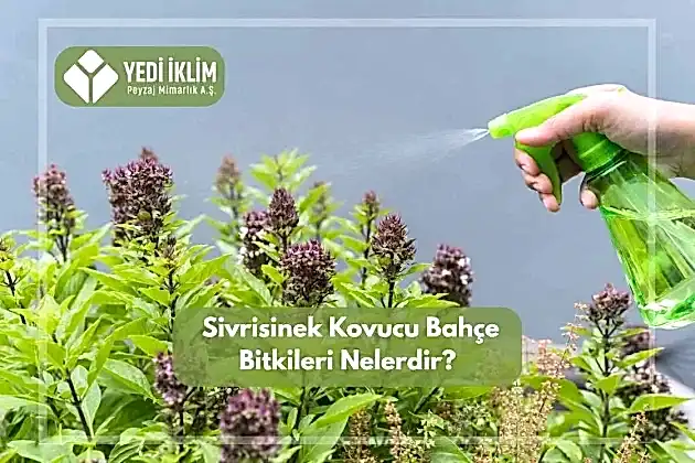 Sivrisinek Kovucu Bahçe Bitkileri Nelerdir?