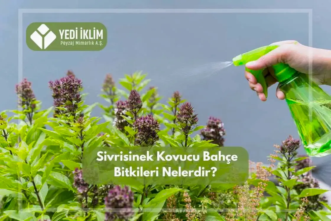 Sivrisinek Kovucu Bahçe Bitkileri Nelerdir?
