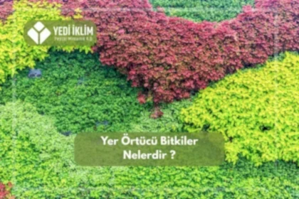 Yer Örtücü Bitkiler Nelerdir?
