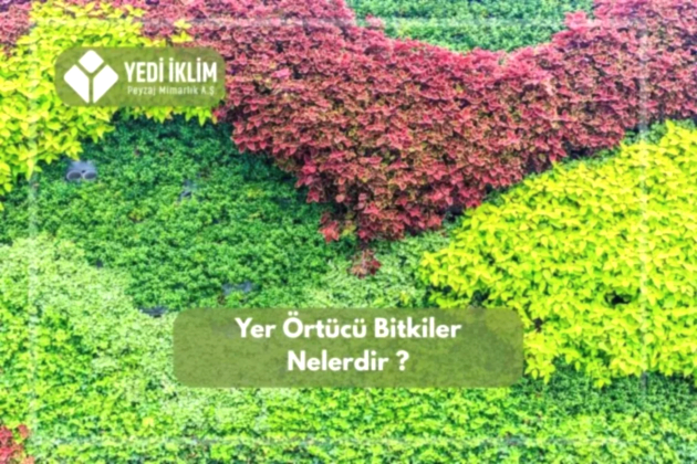 Yer Örtücü Bitkiler Nelerdir?