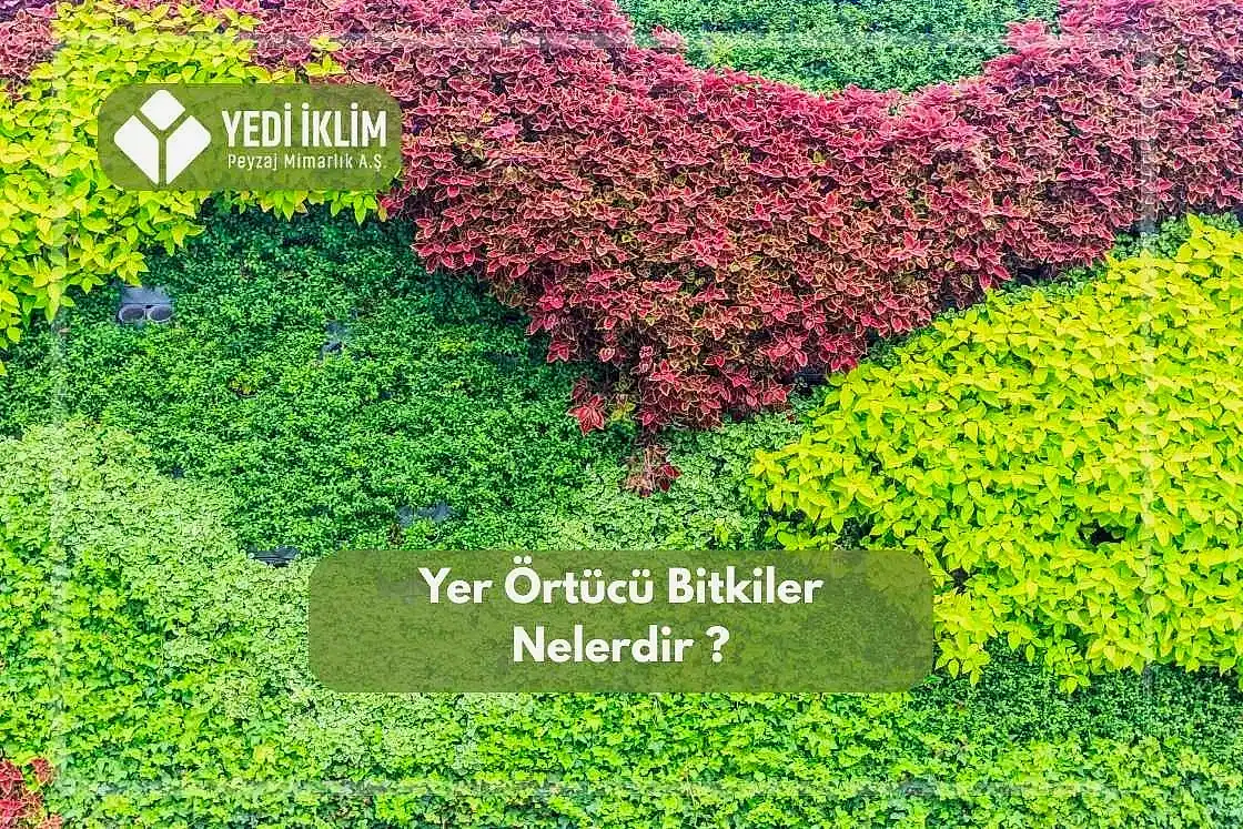 Yer Örtücü Bitkiler Nelerdir?
