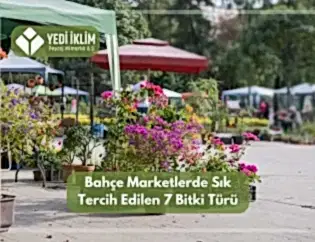 Bahçe Marketlerde Sık Tercih Edilen 7 Bitki Türü