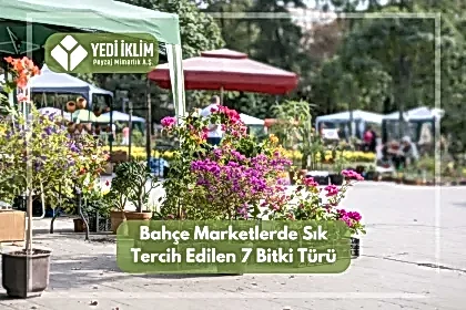 Bahçe Marketlerde Sık Tercih Edilen 7 Bitki Türü