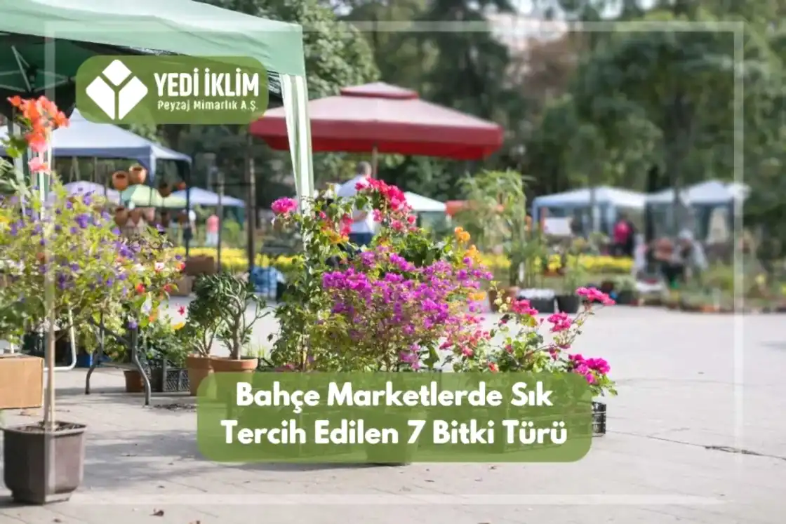 Bahçe Marketlerde Sık Tercih Edilen 7 Bitki Türü