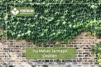 Dış Mekan Sarmaşık Çeşitleri