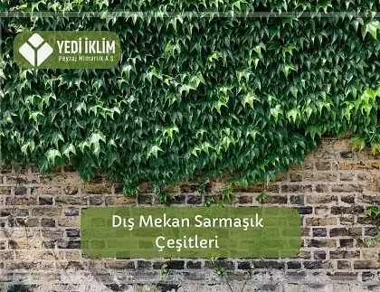Dış Mekan Sarmaşık Çeşitleri