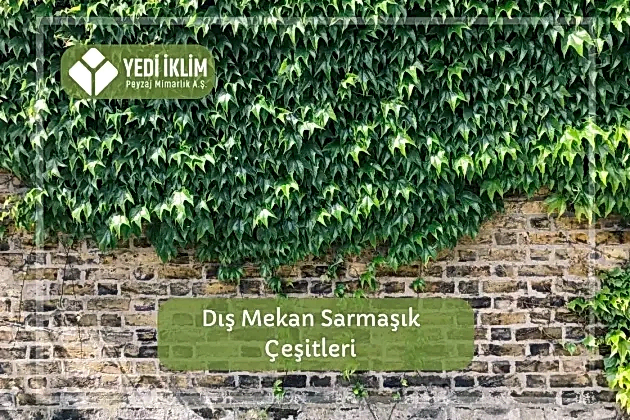 Dış Mekan Sarmaşık Çeşitleri