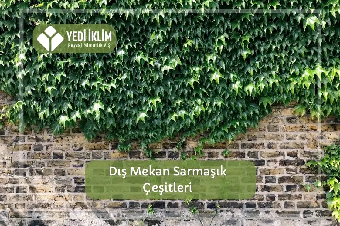 Dış Mekan Sarmaşık Çeşitleri