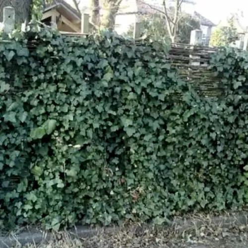 İzlanda Sarmaşığı