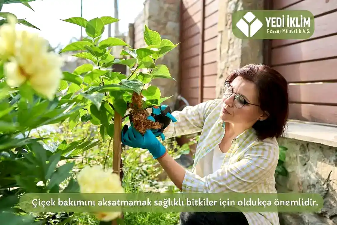 Gölgede Yetişen Çiçek Bakım