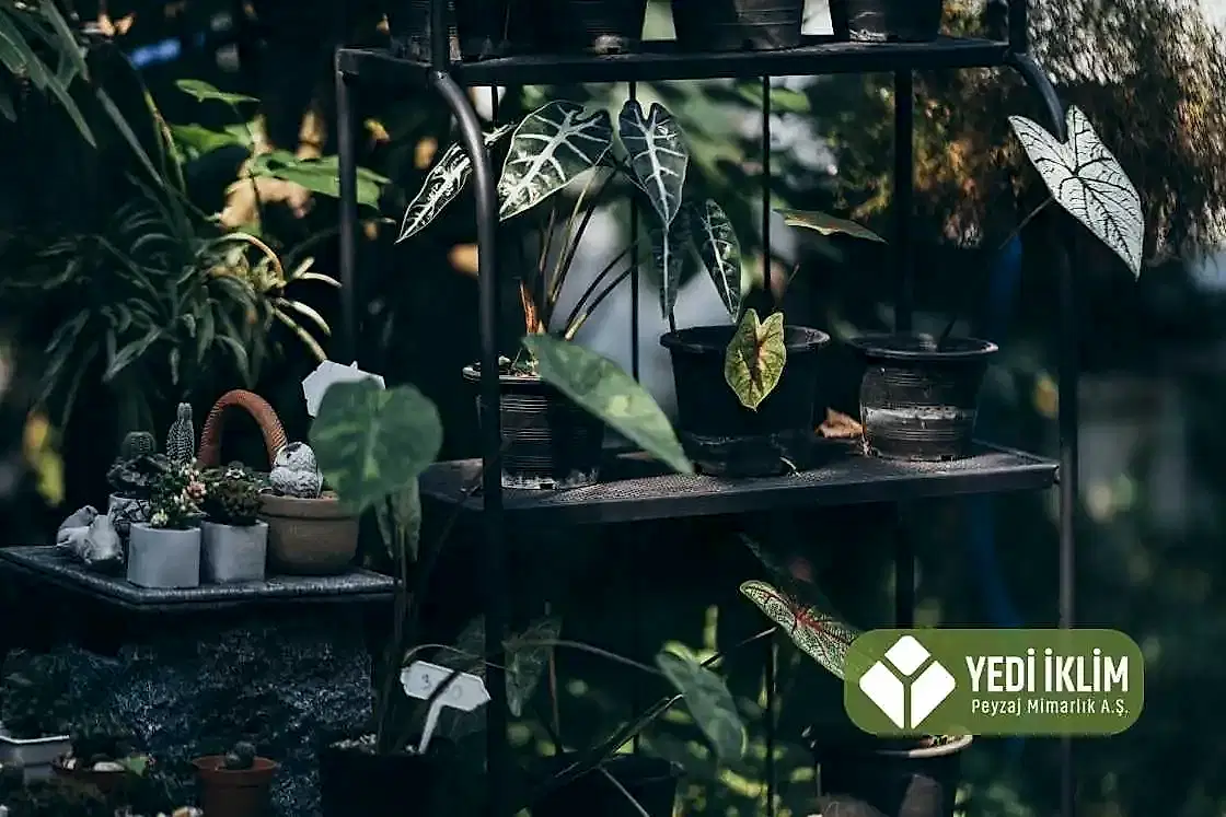 Gölgede Yetişen Çiçekler