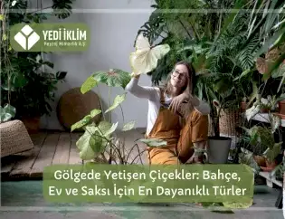 Gölgede Yetişen Çiçekler