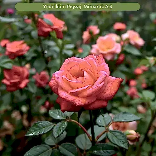 Bahçe Çiçeklerinde Kırmızı Gül