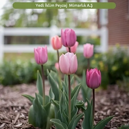 Bahçe Çiçekleri Lale Bitkisi