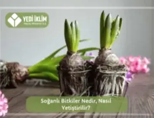 Soğanlı Bitkiler