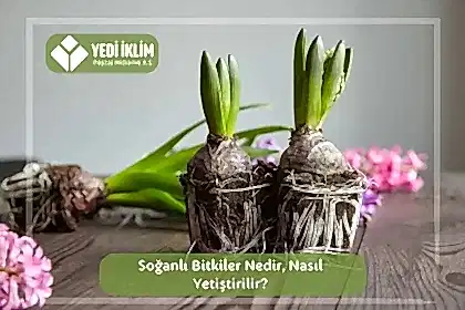 Soğanlı Bitkiler