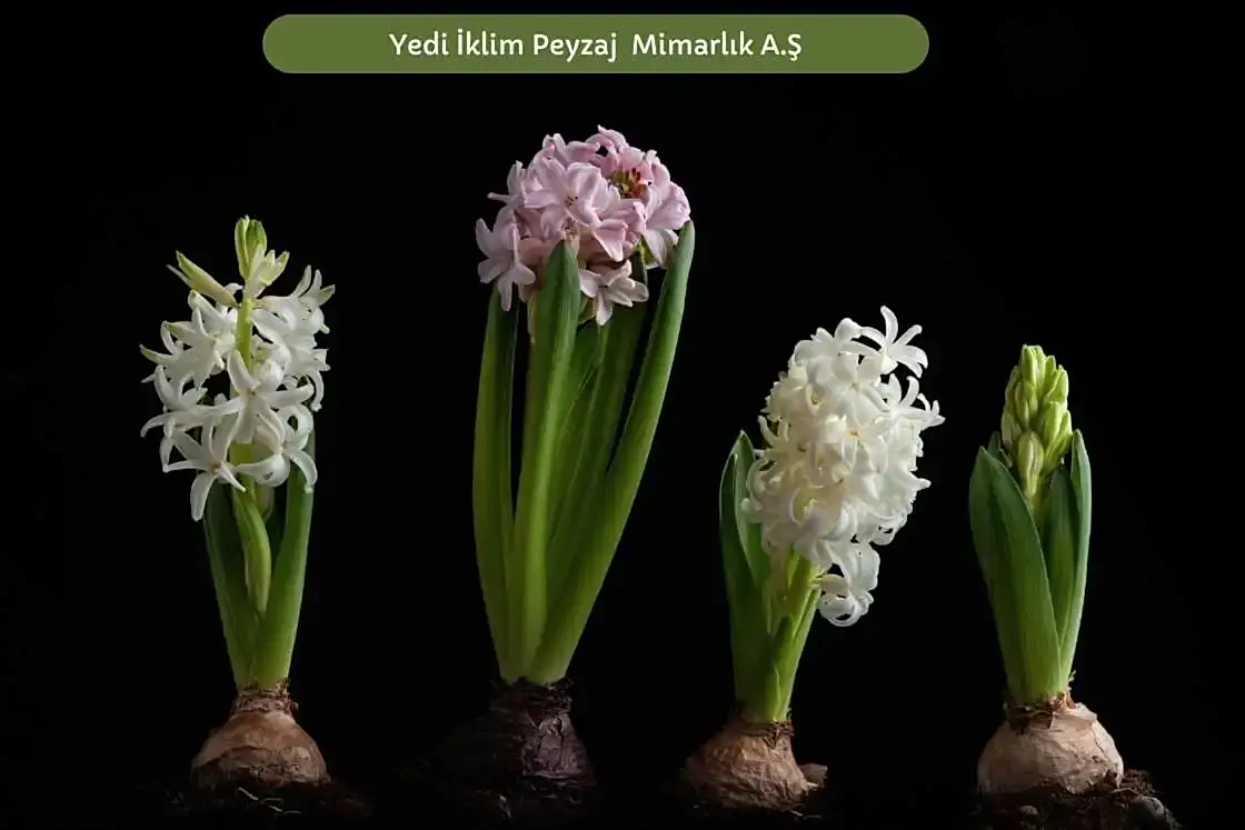 Soğanlı Bitkiler 3